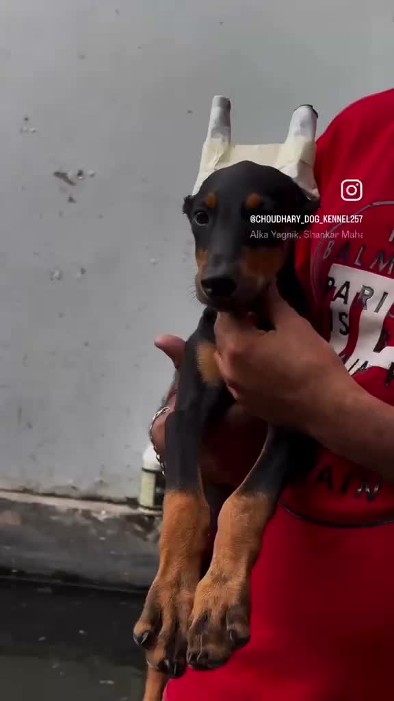Doberman Pinscher Puppy, farm video