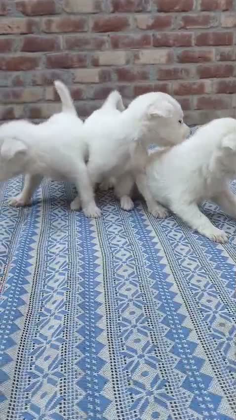 Pomeranian Puppy, farm video