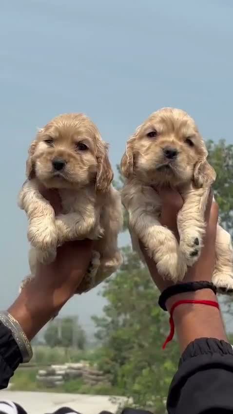 Cocker Spaniel Puppy, farm video