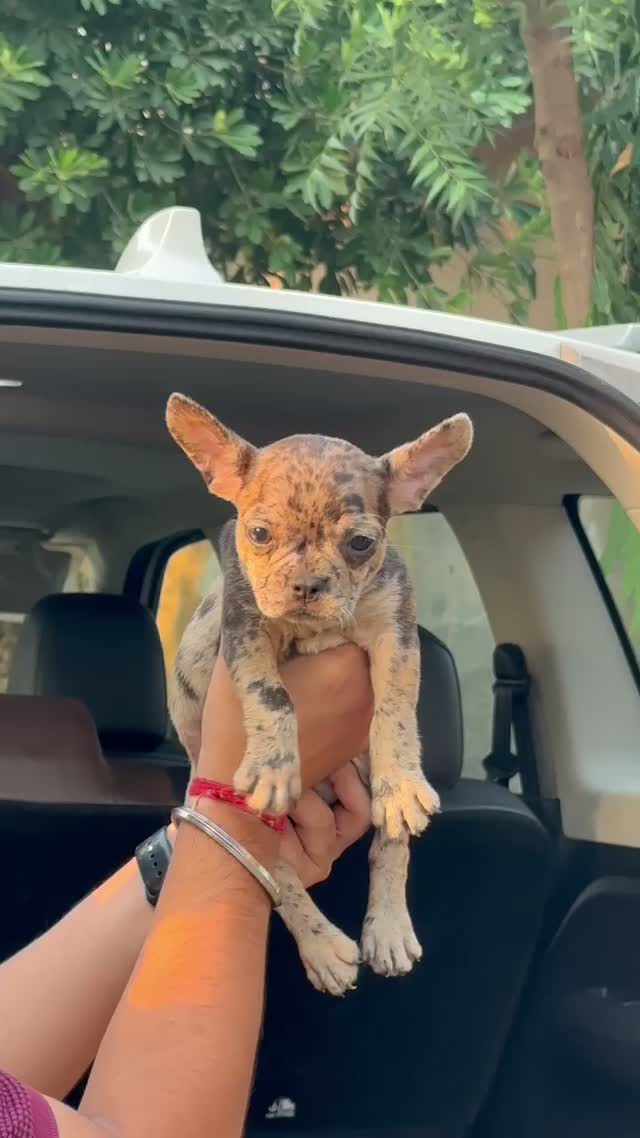 Dachshund Puppy, farm video