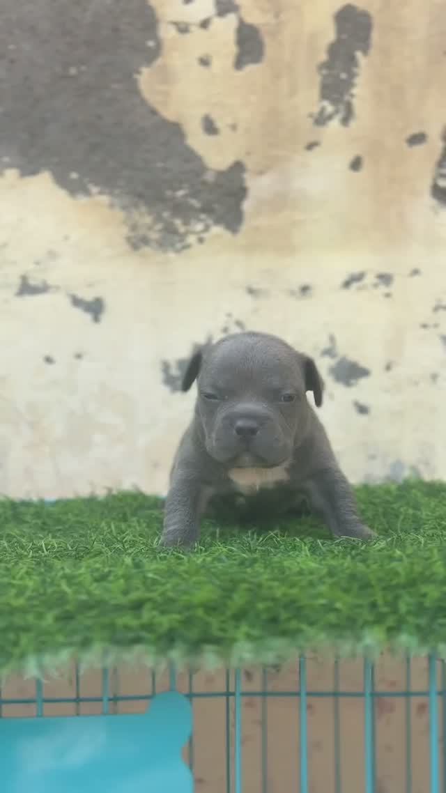 American Bully Pocket Size Puppy, farm video