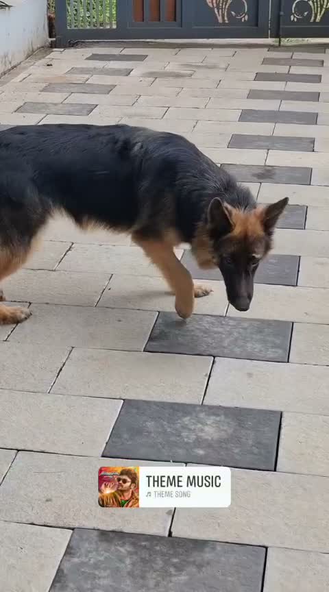 German Shepherd Puppy, farm video