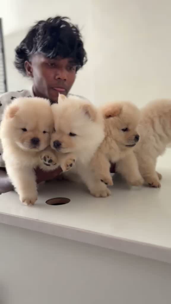 Chow Chow Puppy | Fawn Color, farm video