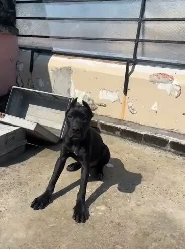 Cane Corso Puppy, farm video