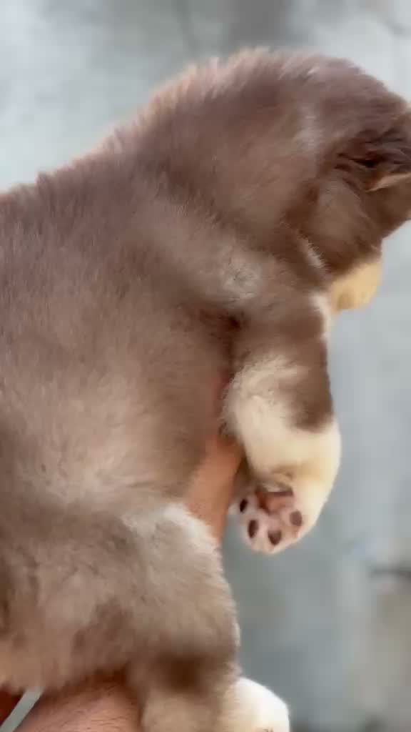 Siberian Husky Puppy | Black & White Color, farm video