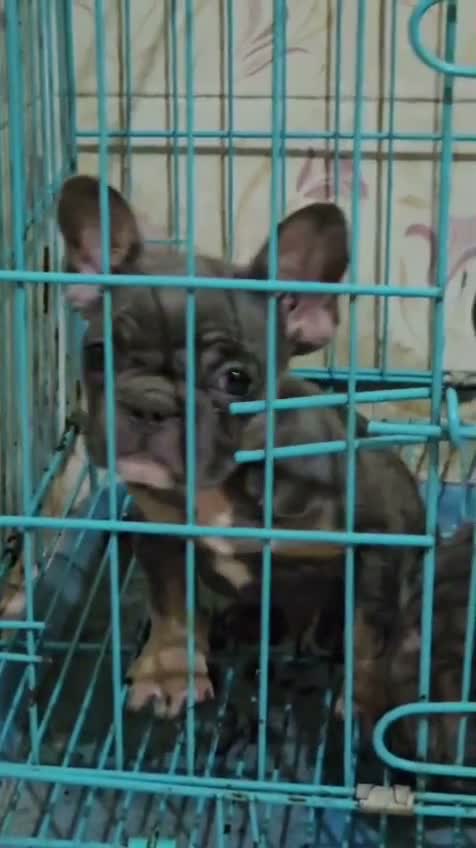 French Bulldog Puppy, farm video
