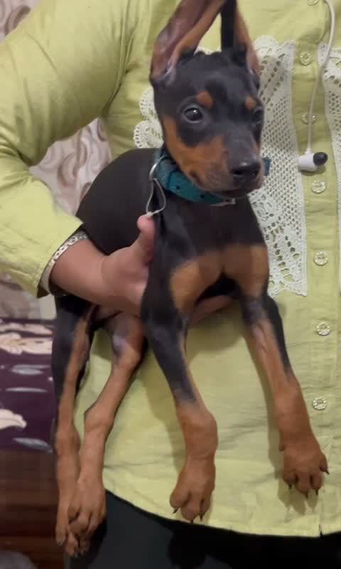 Doberman Pinscher Puppy, farm video