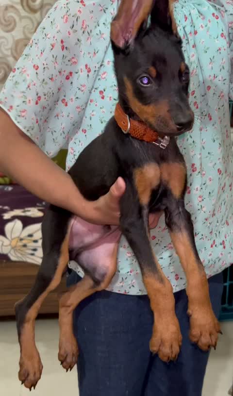 Doberman Pinscher Puppy, farm video
