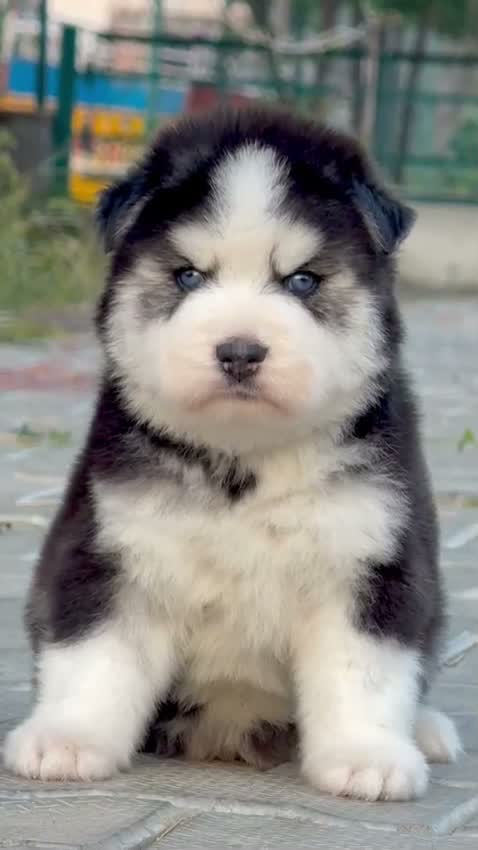Siberian Husky Puppy | Black & White Color, farm video