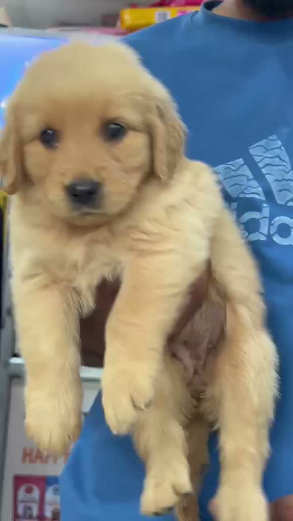 Golden Retriever, farm video