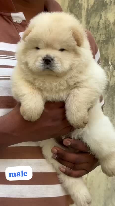 Chow Chow Puppies, farm video