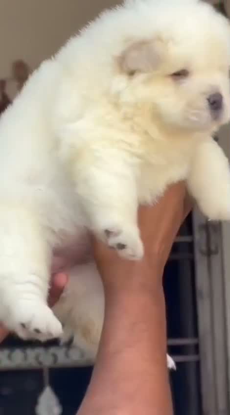 Chow Chow Puppies, farm video