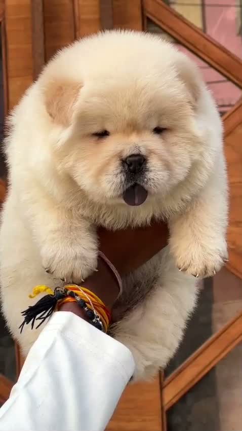Chow Chow Puppy | Cream Color, farm video