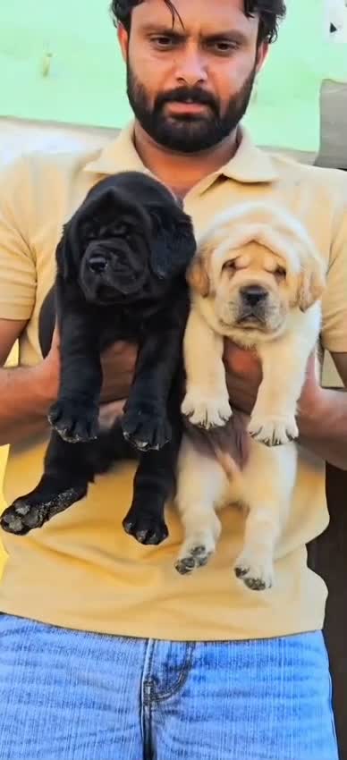 Beagle Black & Tan Puppy, farm video