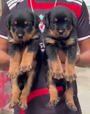 Rottweiler Puppy, farm video
