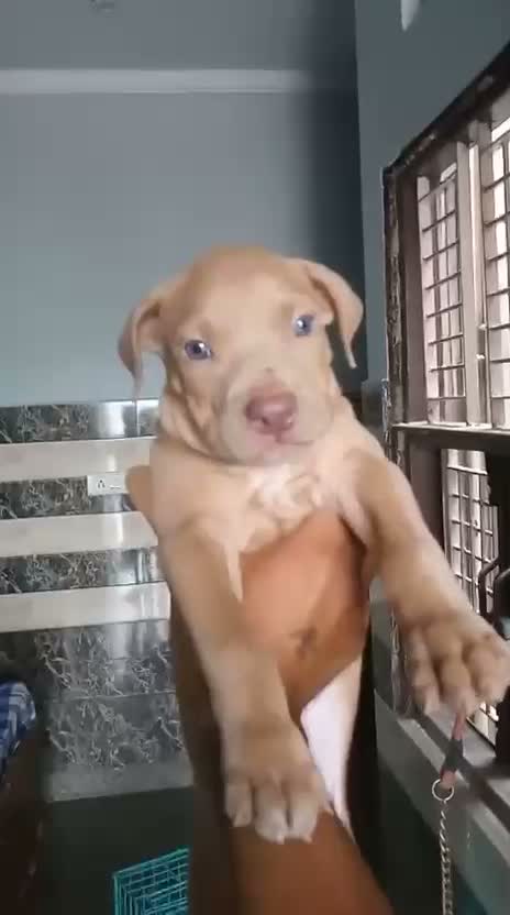 American Bully Pocket Size Puppy, farm video