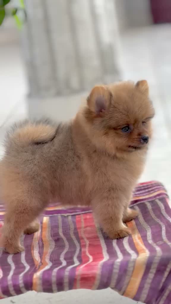 Pomeranian Puppy, farm video