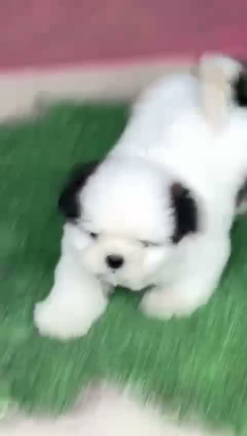 Shih Tzu Puppy Brown & White, farm video