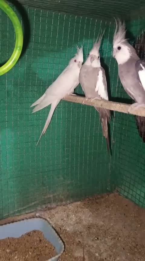 Cockatiels, farm video
