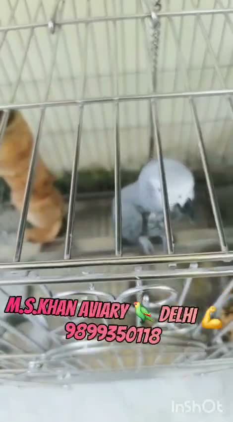African Grey Parrot, farm video