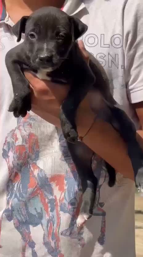 Pitbull Terrier Puppy, farm video