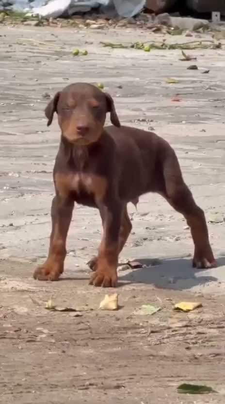 Doberman Pinscher Puppy, farm video
