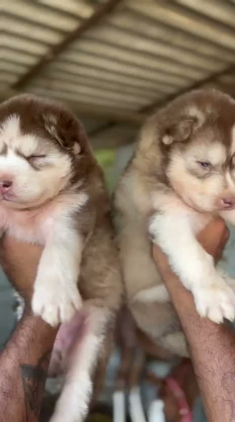 Siberian Husky Puppy | Black & White Color, farm video