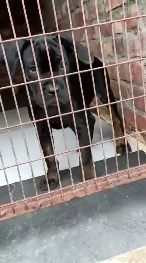 Cane Corso Puppy, farm video