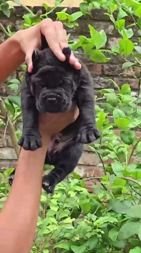 Cane Corso Puppy, farm video