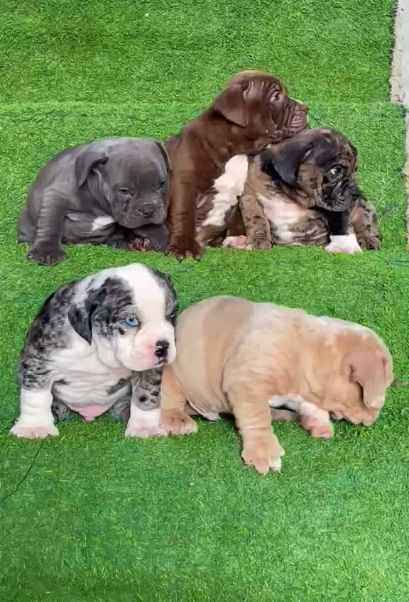 American Bully Pocket Size Puppy, farm video