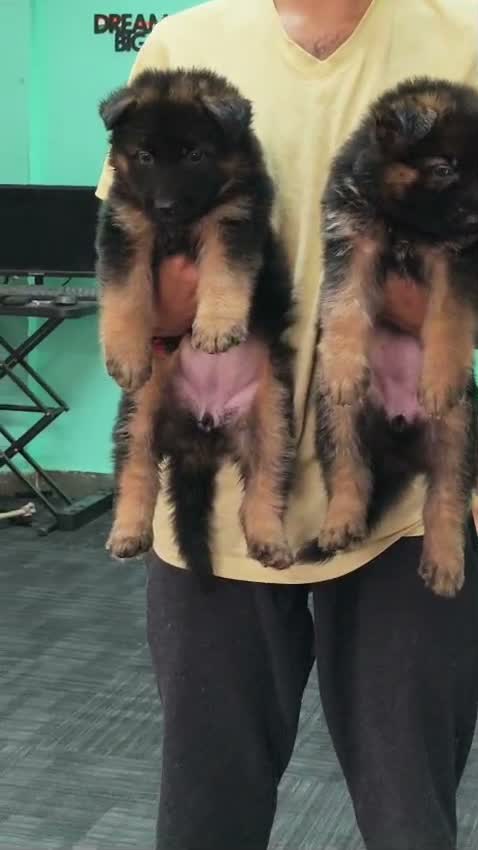 German Shepherd Puppy, farm video