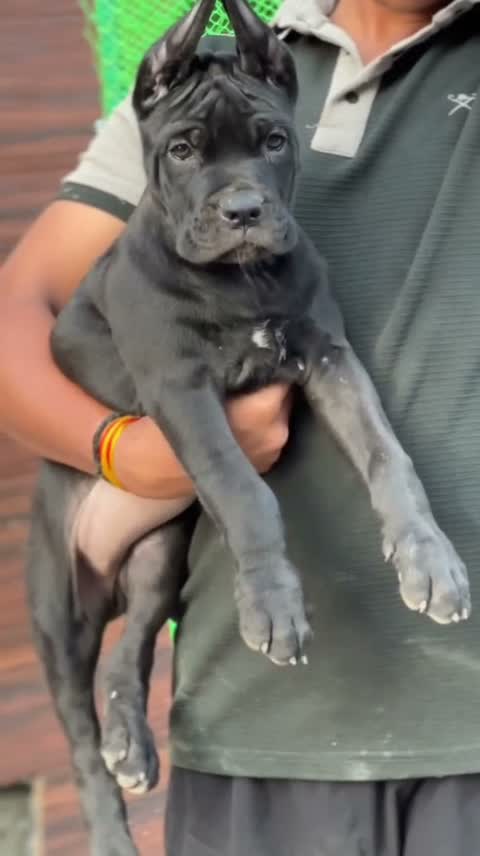 Cane Corso Puppy, farm video