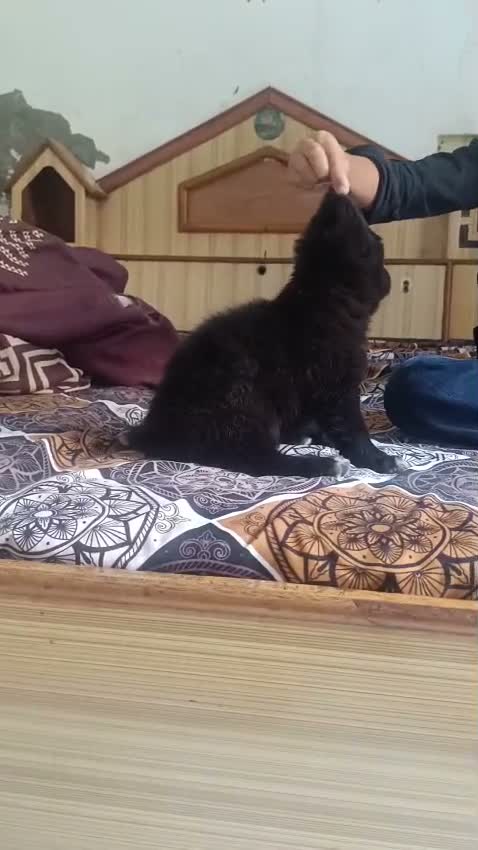 German Shepherd Puppy, farm video