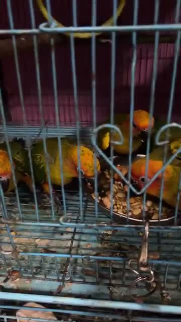 Sun Conure, farm video