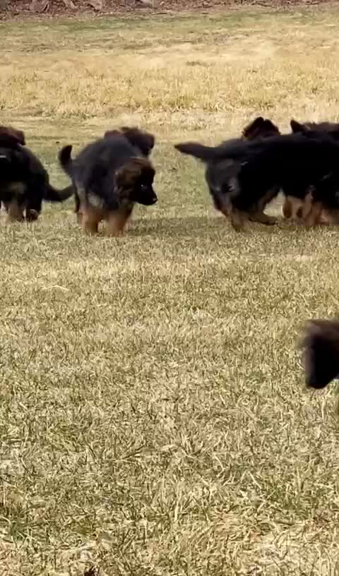German Shepherd Puppy, farm video
