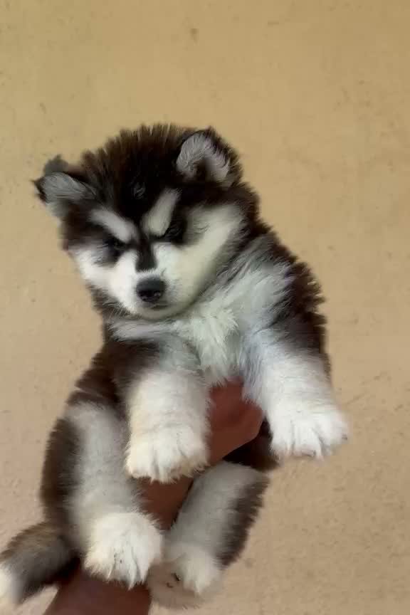 Siberian Husky Puppy | Black & White Color, farm video