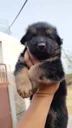 German Shepherd Puppy, farm video