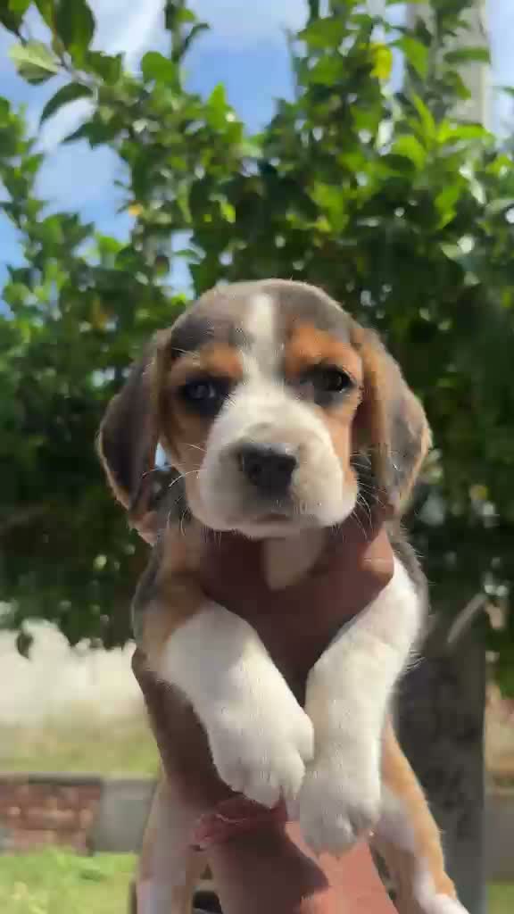 Beagle | Lemon & White | Puppy, farm video