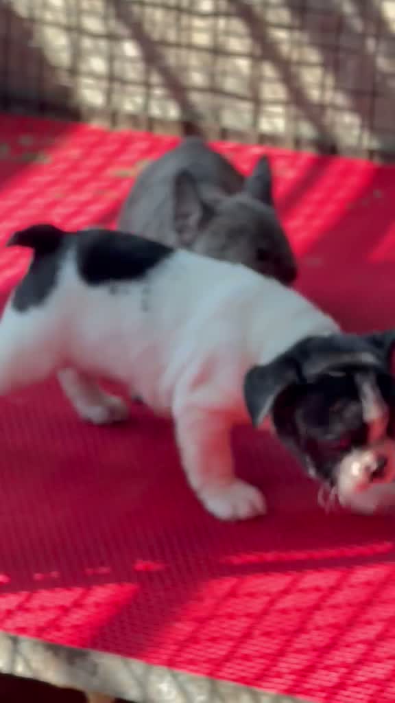 French Bulldog Puppy | Blue, farm video