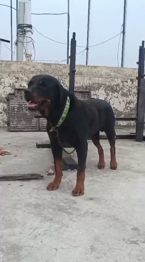 Rottweiler Puppy, farm video