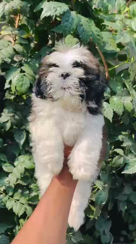 Shih Tzu Puppy Brown & White, farm video