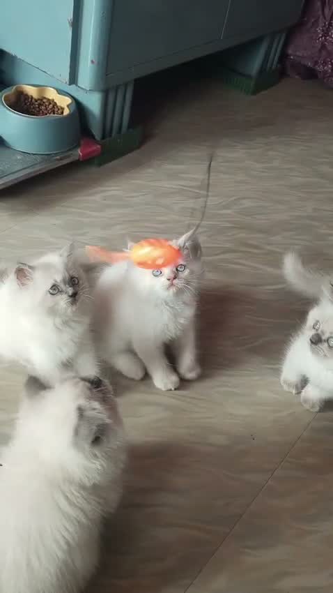 Himalayan Kittens, farm video