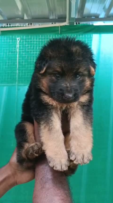 German Shepherd Puppy, farm video