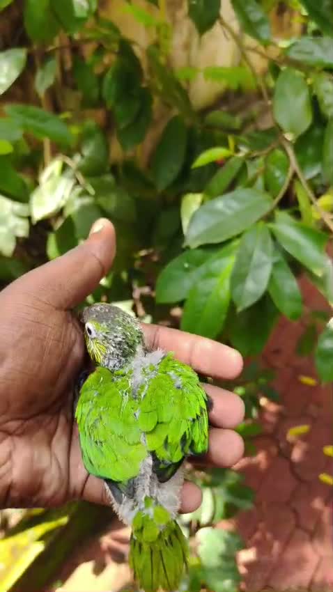 Small Cheek Conure, farm video