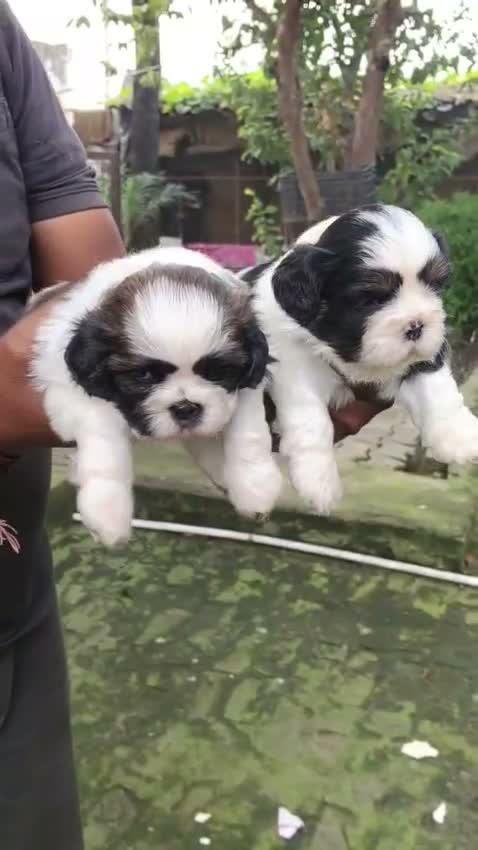 Shih Tzu Puppy Brown & White, farm video
