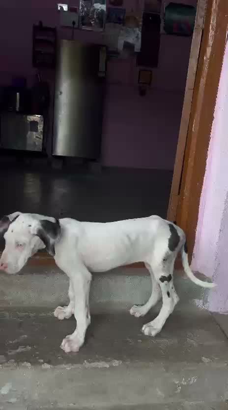 Great Dane Puppy, farm video