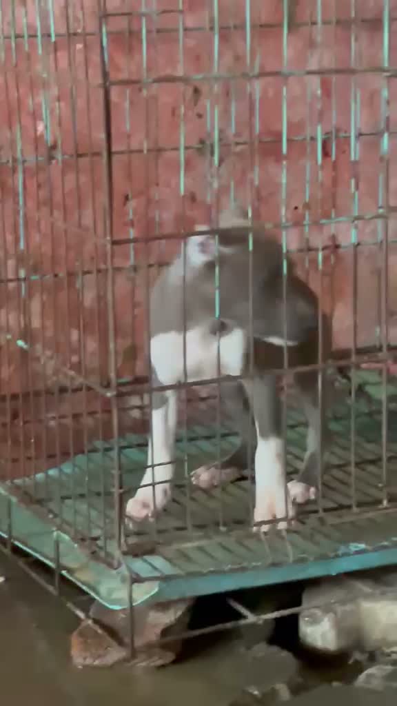 Pitbull Terrier Puppy, farm video