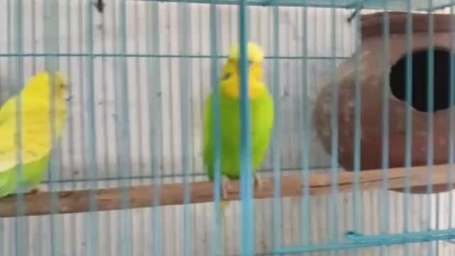 Budgies, farm video