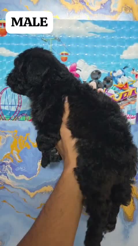 Standard Poodle Puppy, farm video