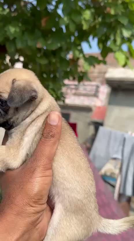 Pug Puppy | Apricot Color, farm video
